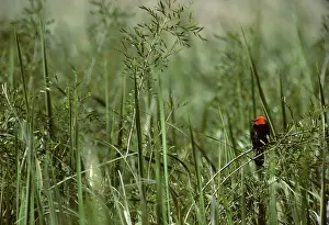 Pampa: Scarlet-Headed Blackbird