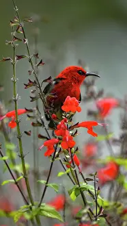 Magentas: Scarlet honeyeater (Myzomela sanguinolenta) male