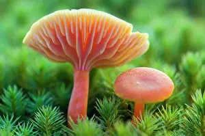 Coccinea: Scarlet Hood / waxy cap / waxcap - two