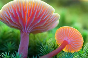 Coccinea: Scarlet Hood / waxy cap / waxcap - two
