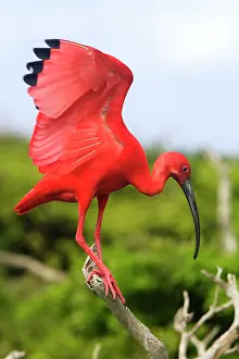 Eudocimus: Scarlet Ibis