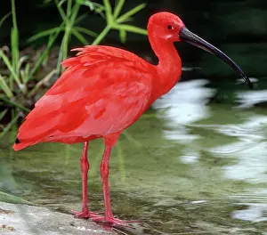 Eudocimus: Scarlet Ibis