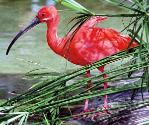 Eudocimus: Scarlet Ibis