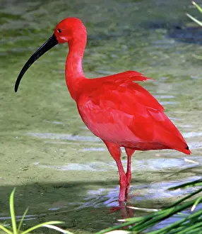 Eudocimus: Scarlet Ibis