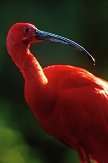 Eudocimus: Scarlet Ibis