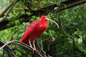 Ibis: Scarlet Ibis