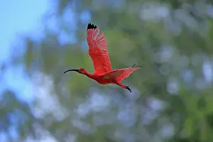 Eudocimus: Scarlet ibis (Eudocimus ruber), adult, flying