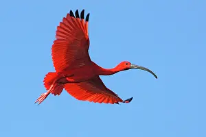 Ibises: Scarlet Ibis (Eudocimus ruber) in flight, Coro Province