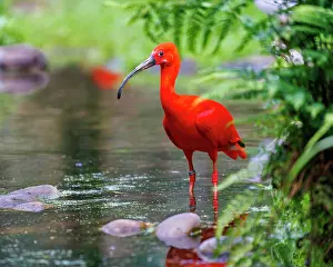 Ibis: Scarlet Ibis (Eudocimus ruber), Germany, Europe