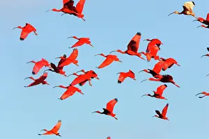 Ibises: Scarlet Ibis (Eudocimus ruber), group in flight