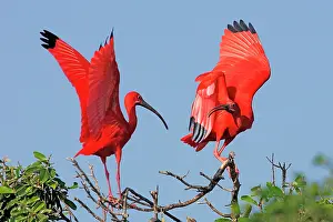 Aggressiveness: Scarlet Ibis (Eudocimus ruber) pair quarrelling