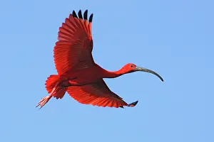 Eudocimus: Scarlet Ibis - in flight