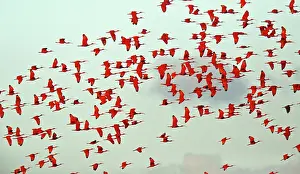 Trinidad: Scarlet Ibis in flight coming in to evening roost