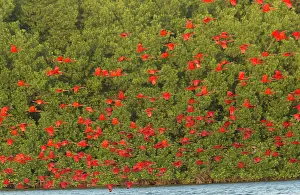 Trinidad: Scarlet Ibis in flight coming in to evening roost