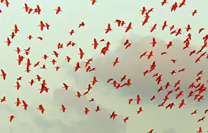 Trinidad: Scarlet Ibis in flight coming in to evening roost