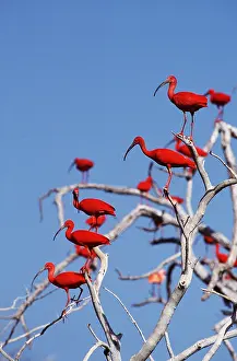 Ibis: Scarlet IBIS - flock in tree