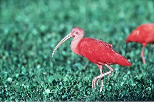 Ibis: SCARLET IBIS - on one leg in vegetation