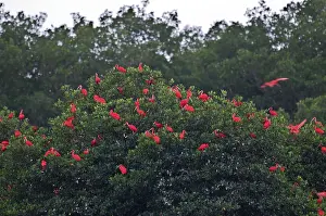 Eudocimus: Scarlet Ibis - at roost - Caroni swamp