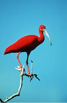 Ibis: SCARLET IBIS - single on branch