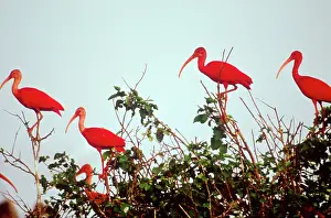 Ibises: Scarlet Ibises