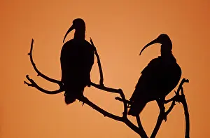 Ibises: Scarlet Ibises