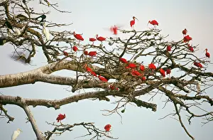 Ibises: Scarlet Ibises