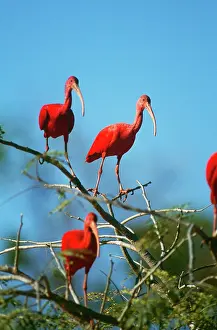 Ibises: Scarlet Ibises