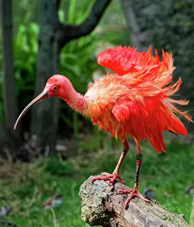 Ibis: Scarlet ibises (Eudocimus ruber), captive, occurrence n