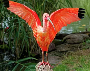 Ibis: Scarlet ibises (Eudocimus ruber), captive, occurrence n