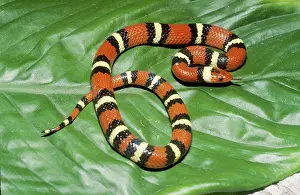 Kingsnake: Scarlet Kingsnake