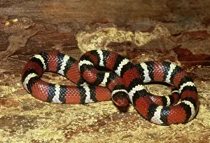 Kingsnake: Scarlet Kingsnake