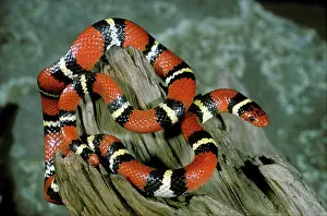 Kingsnake: Scarlet Kingsnake