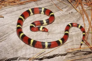 Kingsnake: Scarlet Kingsnake
