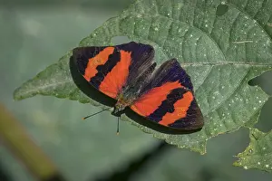 Maria: Scarlet Knight butterfly (Temenis pulchra) Santa