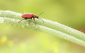Waterdrops: Scarlet Lily Beetle