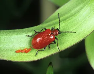 Beetles: Scarlet Lily Beetle