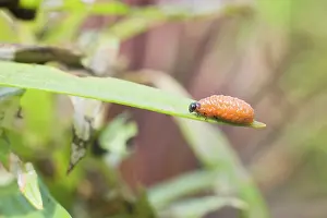 Lilii: Scarlet Lily Beetle larva