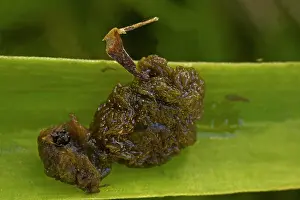Lilii: Scarlet Lily Beetle Larvae