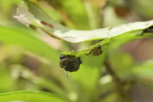 Coating: Scarlet Lily Beetle larvae, in camouflage coating of faeces