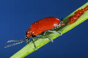 Belgium: Scarlet Lily Beetle (Lilioceris lilii) adult la
