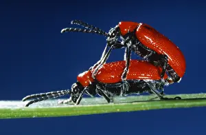 Belgium: Scarlet Lily Beetle (Lilioceris lilii) couple m