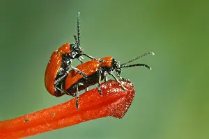 Belgium: Scarlet Lily Beetle (Lilioceris lilii) couple m