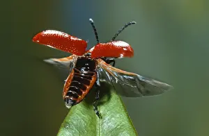 Belgium: Scarlet Lily Beetle (Lilioceris lilii) landing