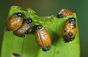 Lilii: Scarlet Lily Beetle (Lilioceris lilii) larvae f