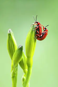 Mate: Scarlet lily beetle (Lilioceris lilii), mating on