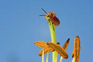 Lilii: Scarlet Lily Beetle on lily flower