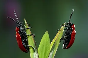 Belgium: Scarlet Lily Beetles (Lilioceris lilii) on a pl