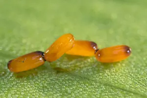 Scarlet: Scarlet lily eggs on Lily leaf - Norfolk UK