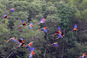 Macao: Scarlet Macaw
