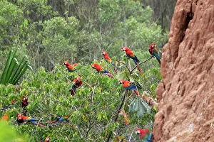 Macao: Scarlet Macaw